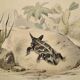 Original zoological plate of 1839 " la tête plate & le tapaye "