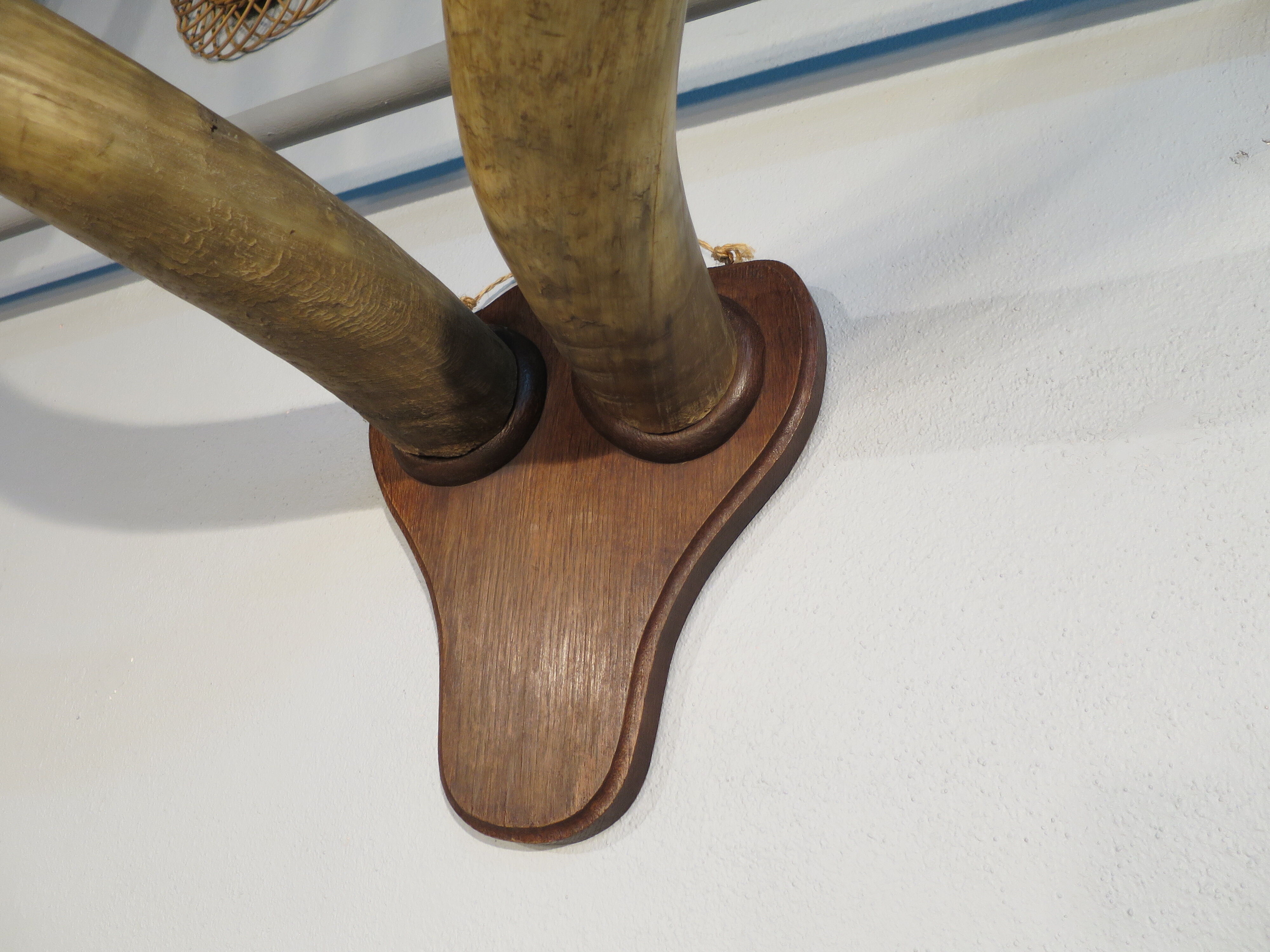 Trophy pair of horns