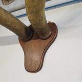 Trophy pair of horns