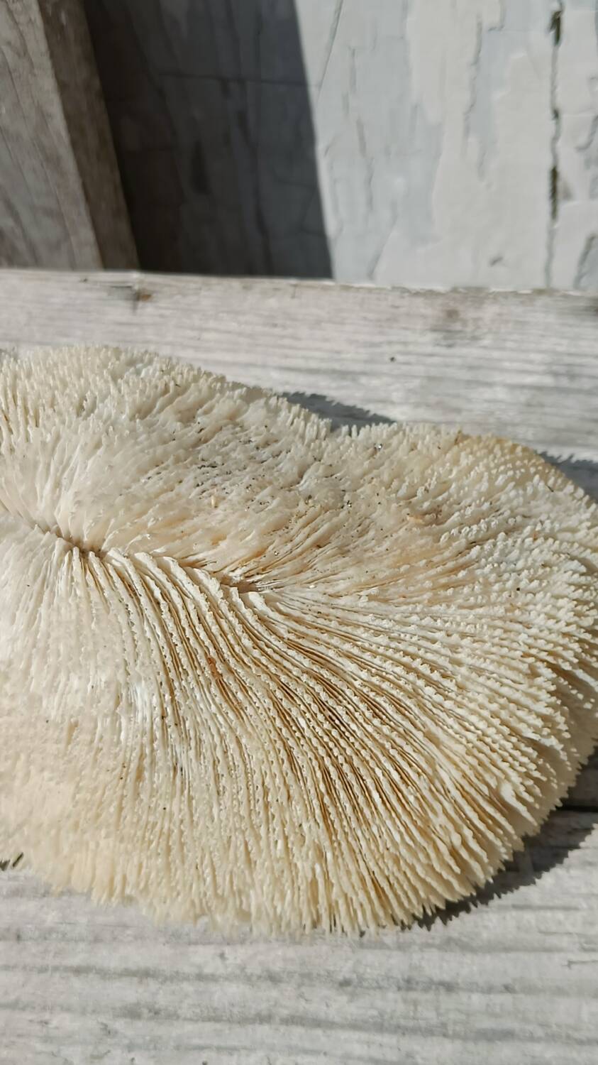 Vintage coral fungia large model