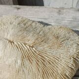 Vintage coral fungia large model