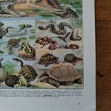 Original lithograph on reptiles