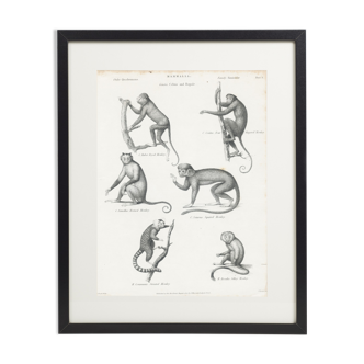 Antique engraving of Primates: xixe
