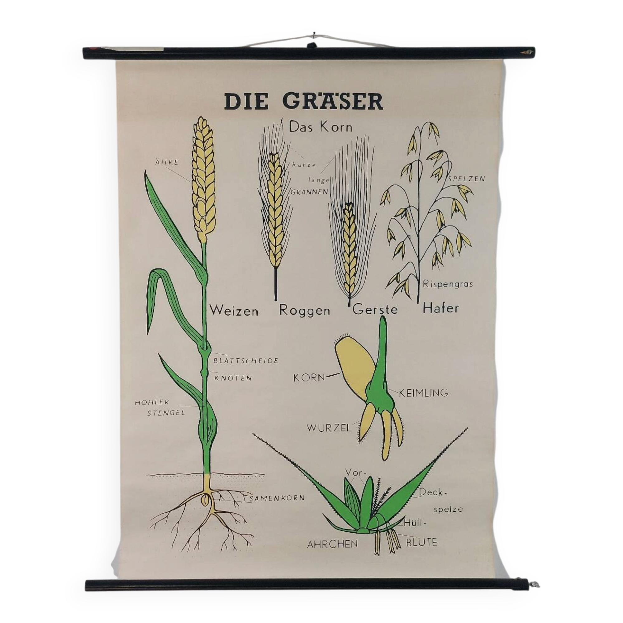 Vintage educational wall hanging roll chart biology plants botanic