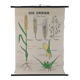 Vintage educational wall hanging roll chart biology plants botanic