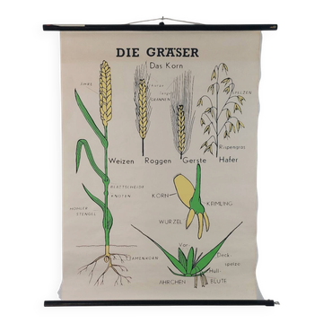 Vintage educational wall hanging roll chart biology plants botanic