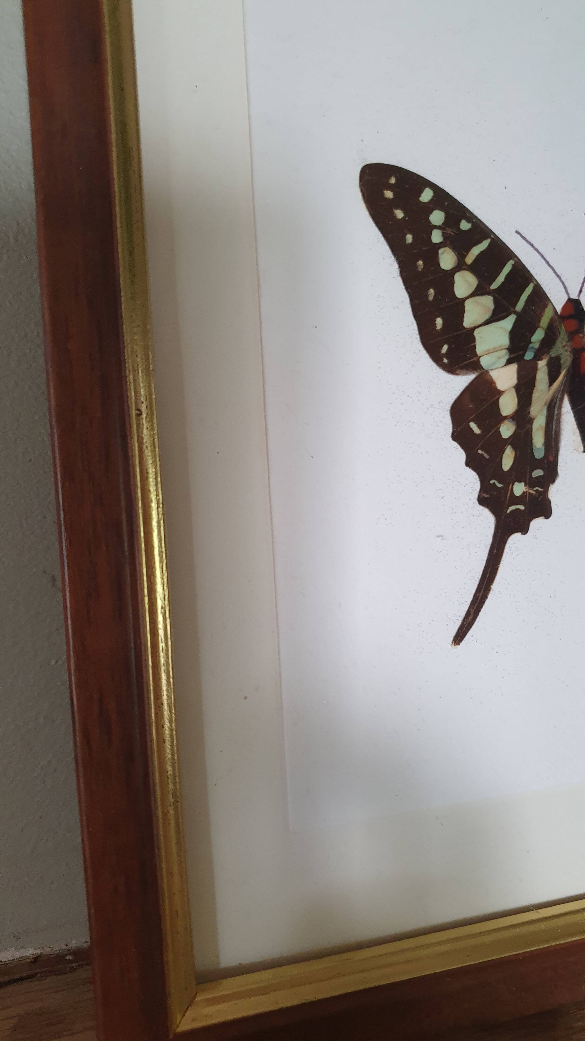 Naturalized butterfly in its old wooden frame