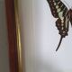Naturalized butterfly in its old wooden frame