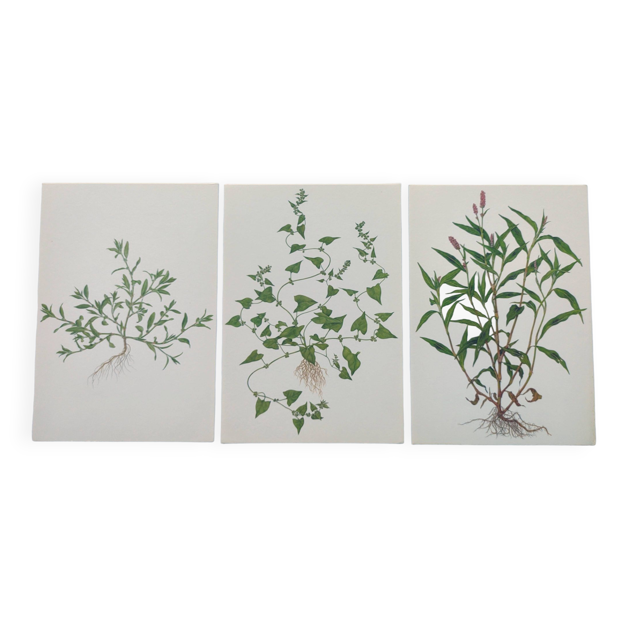 Lot of 3 vintage botanical plates from 1978 - including Knotweed - Plant engraving