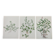 Lot of 3 vintage botanical plates from 1978 - including Knotweed - Plant engraving
