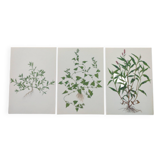 Lot of 3 vintage botanical plates from 1978 - including Knotweed - Plant engraving