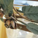 Chandelier wrought iron chandelier three bulbs with leaf flowers and glass lampshades