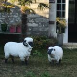 Sheep