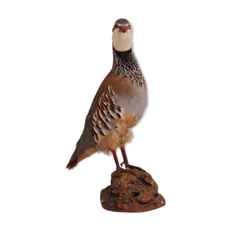 Taxidermy Partrix red/naturalise on pedestal