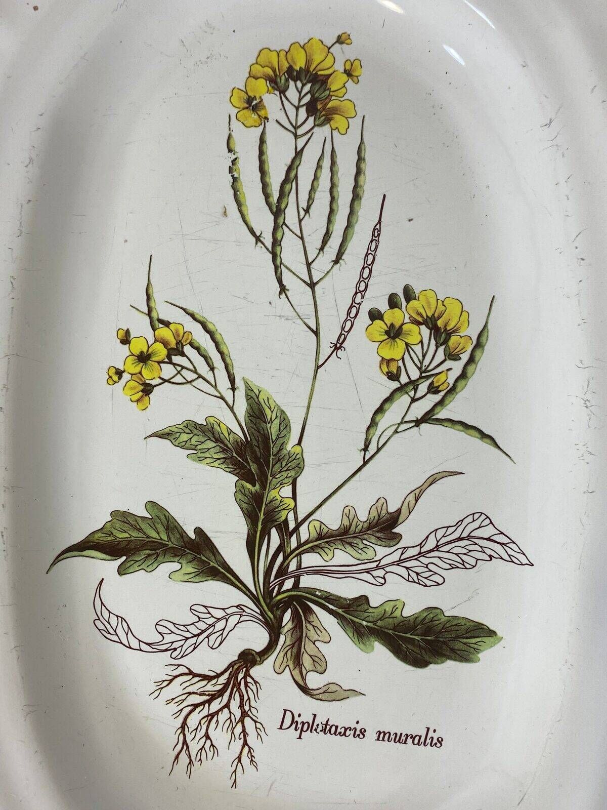 Earthenware dish with botanical decoration "Diplotaxis muralis", Haute Provence