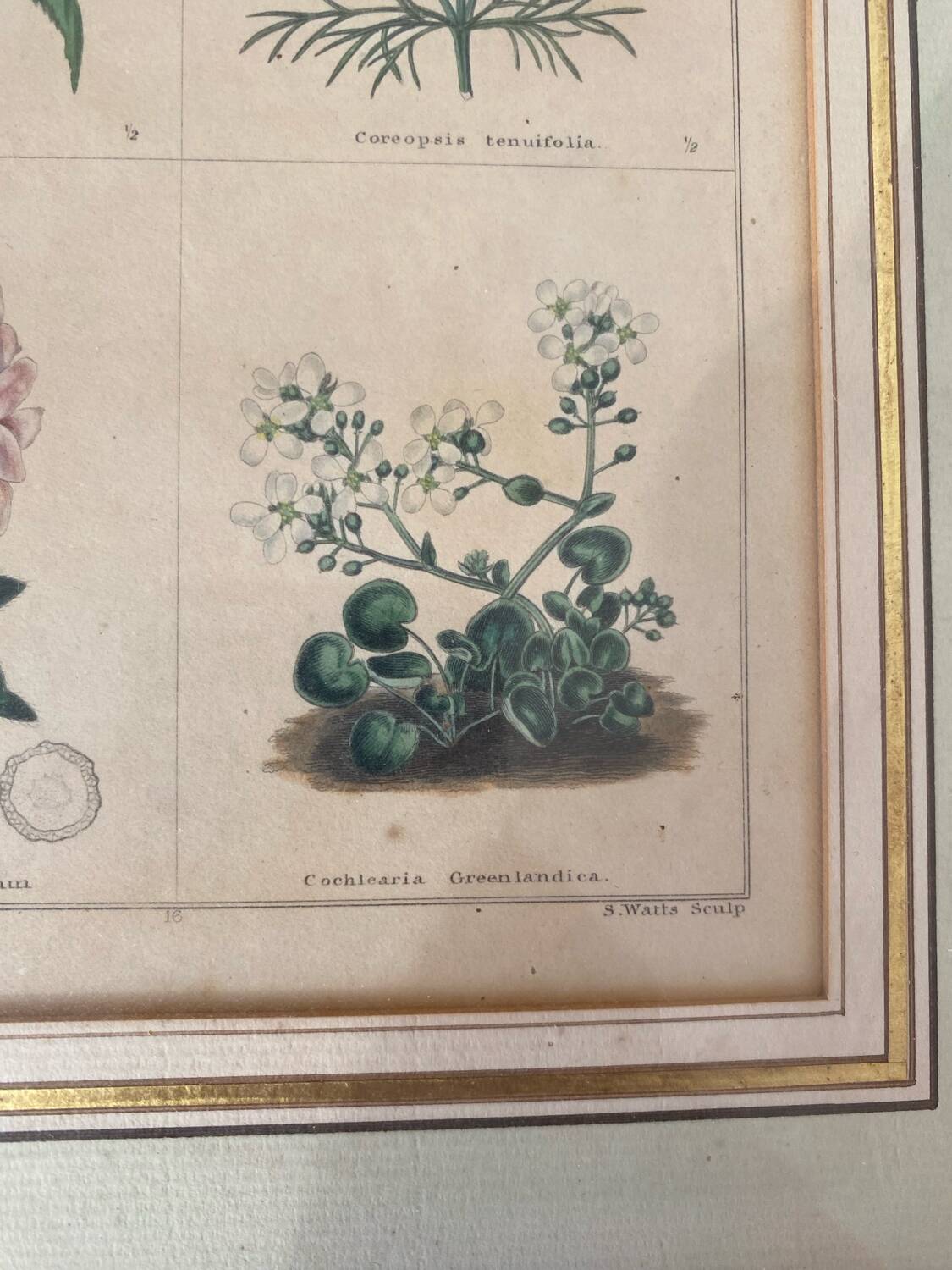 Botanical plate of mountain flowers from the 1960s.