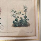 Botanical plate of mountain flowers from the 1960s.