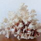 Ancient Coral XL