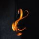 Double Art Nouveau Coat Hook in Bent Wood from Thonet