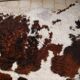 Rug, Large cowhide with fairly long hair - Vintage 70's Tannerie Barjols