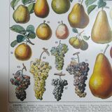 Lithograph on fruits from 1928