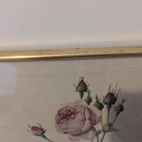 Frame Dreaded rose bush