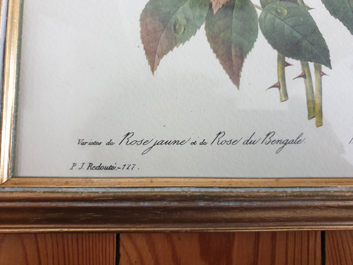 Botanical plate of Roses by PJ Redouté framed