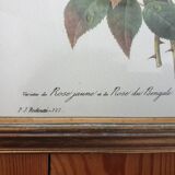 Planche botanique de Roses de P.J Redouté encadrée