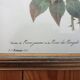 Botanical plate of Roses by PJ Redouté framed