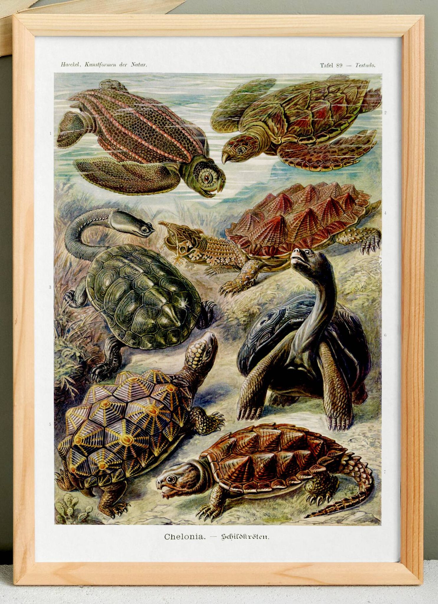 Poster about turtles, based on an old lithograph from 1904.