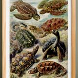 Poster about turtles, based on an old lithograph from 1904.