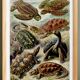 Poster about turtles, based on an old lithograph from 1904.