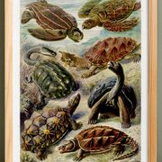 Poster about turtles, based on an old lithograph from 1904.
