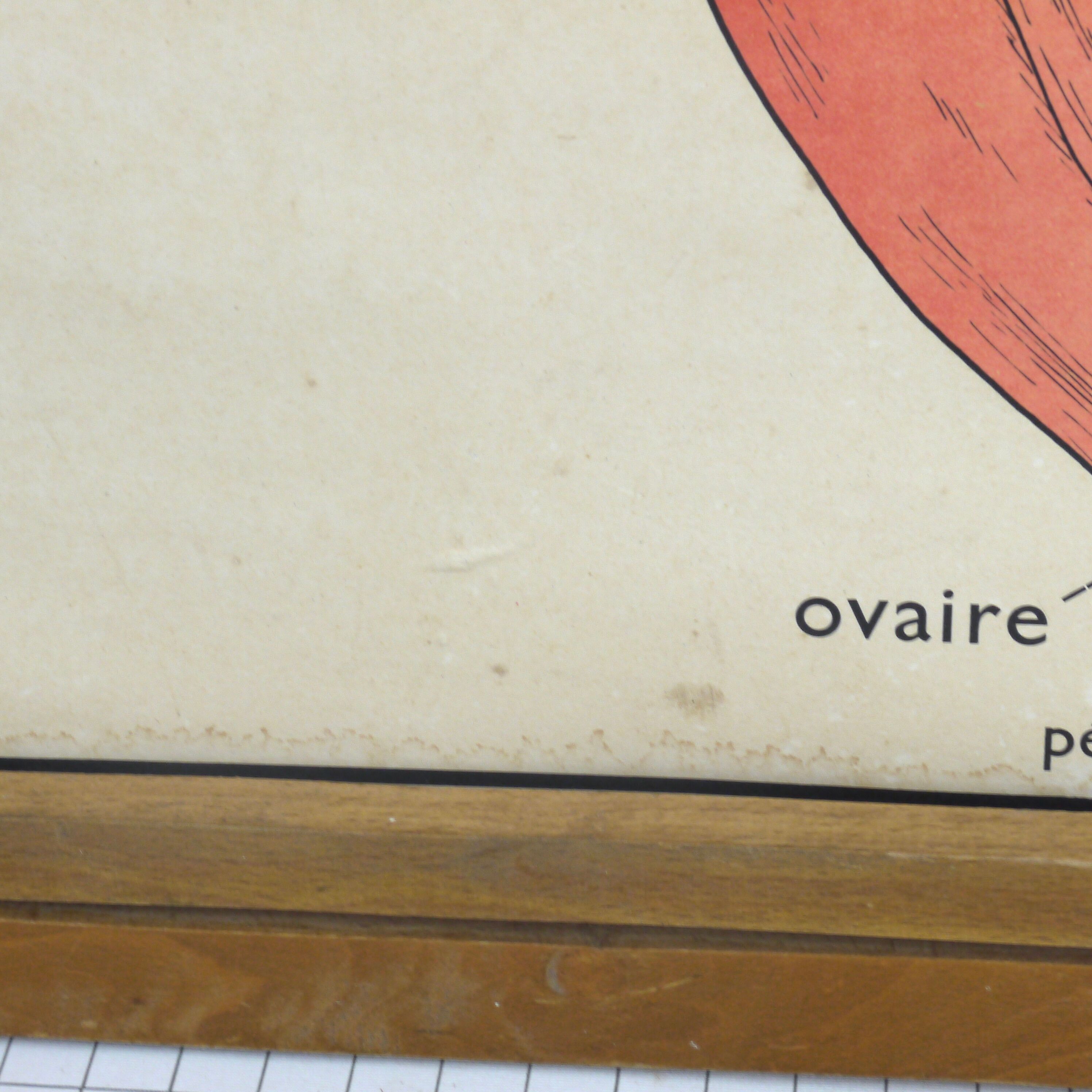 Educational poster the wallflower and poppy