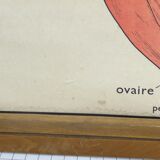 Educational poster the wallflower and poppy