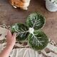Plat serviteur en barbotine feuilles de chou