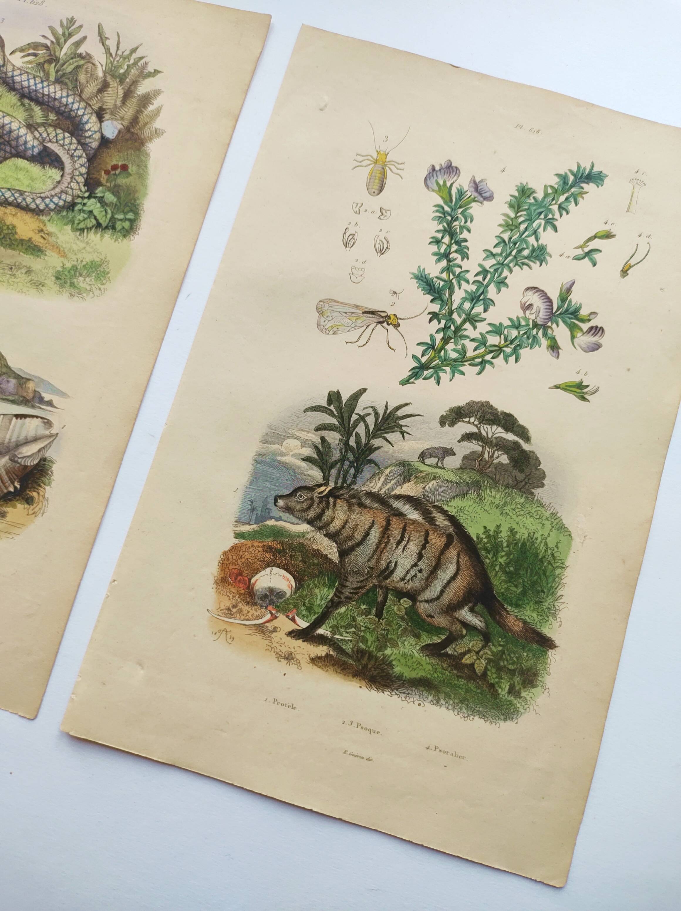 3 Antique Engravings from 1839 - Set of 3 Hand-Colored Plates