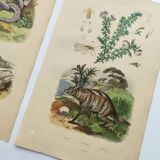 3 Antique Engravings from 1839 - Set of 3 Hand-Colored Plates