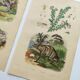 3 Antique Engravings from 1839 - Set of 3 Hand-Colored Plates