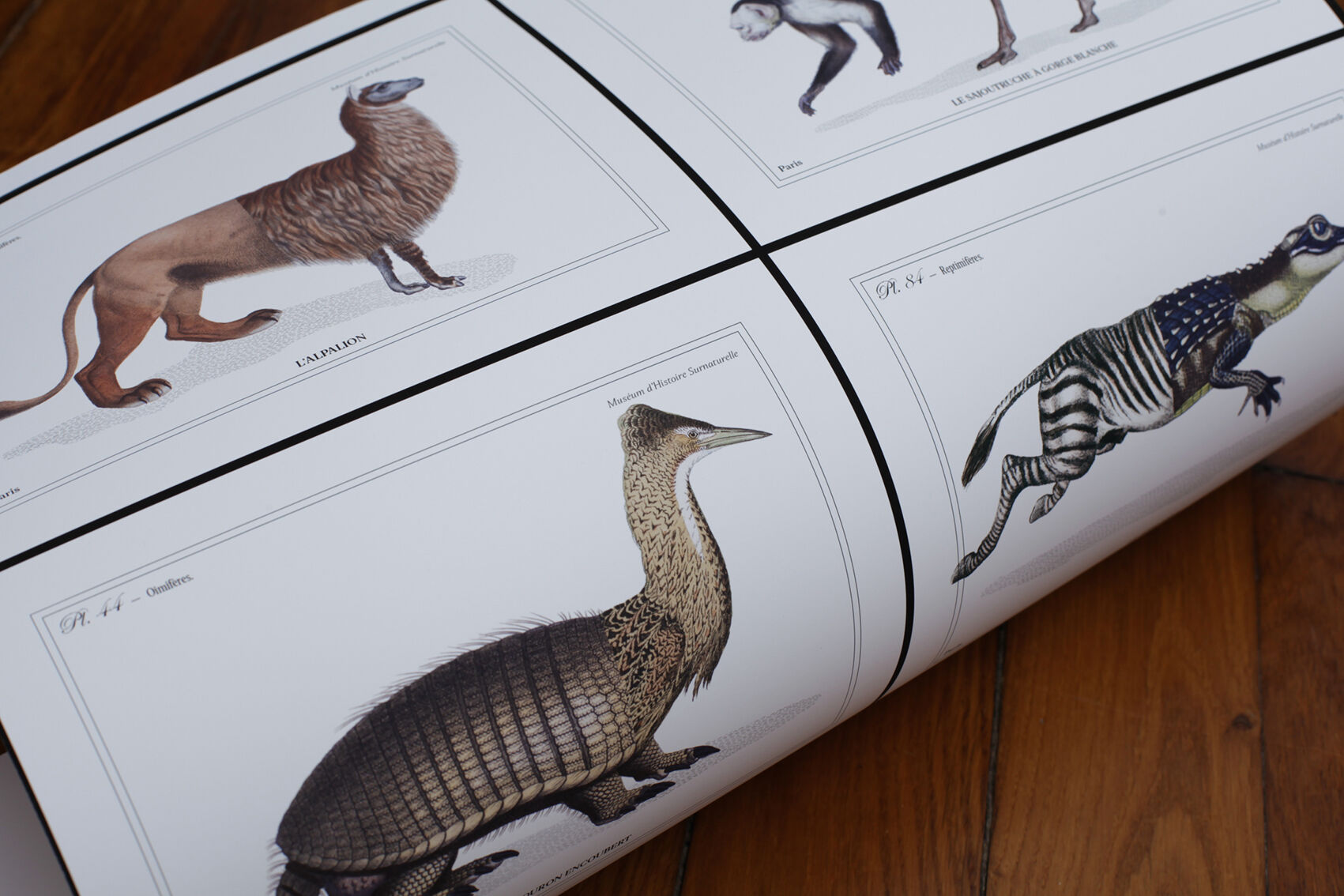 Set of 2 chimeras lithograph animal engraving