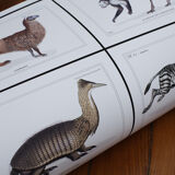 Set of 2 chimeras lithograph animal engraving