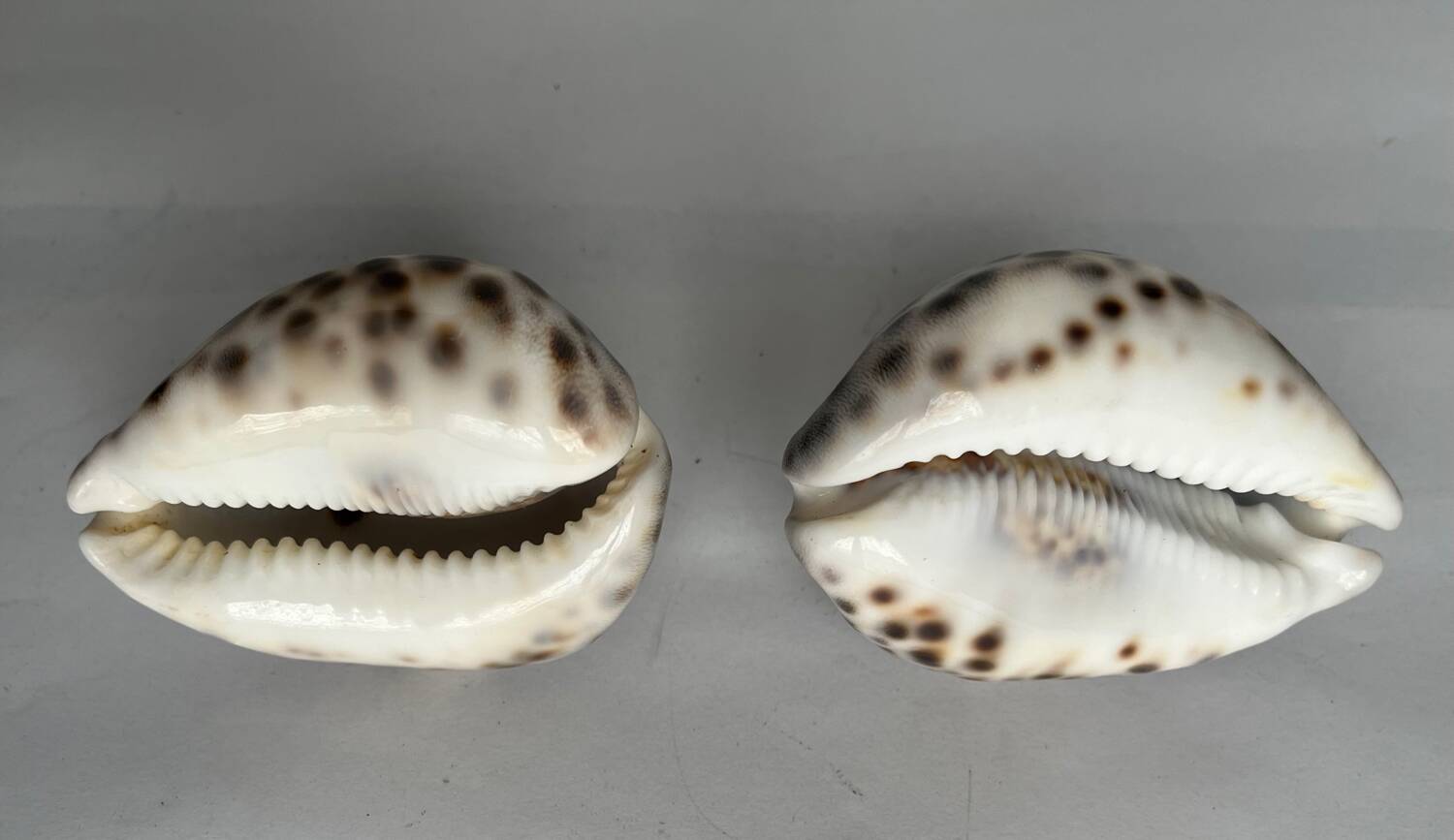 Set of two shells