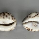 Set of two shells
