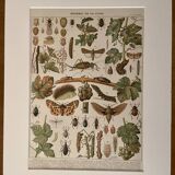 Lithograph on the vine (XL) - 1920