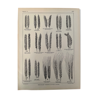 Lithographie sur le blé de 1921