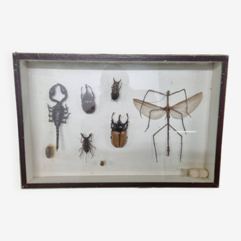 Boîte d'entomologie d'insectes