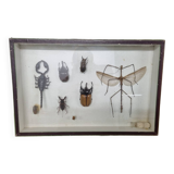 Boîte d'entomologie d'insectes