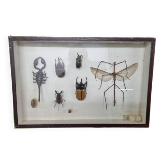 Insect entomology box
