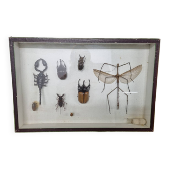 Boîte d'entomologie d'insectes