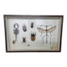 Boîte d'entomologie d'insectes